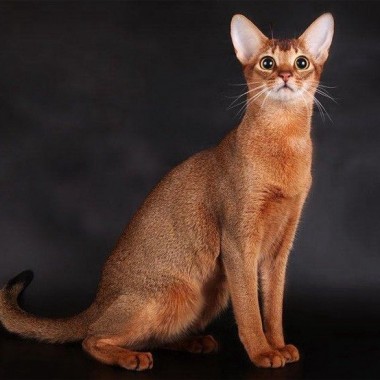 Фото абиссинских кошек