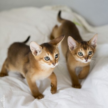 Фото абиссинских кошек