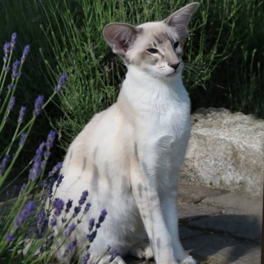 Фото сиамских кошек
