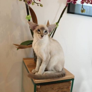 Фото балинезийских кошек