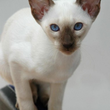 Фото балинезийских кошек
