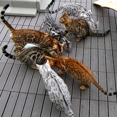 Фото бенгальских кошек