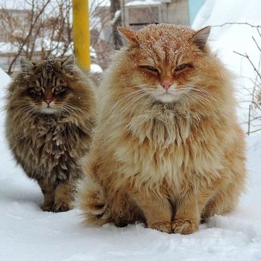 Фото сибирских кошек