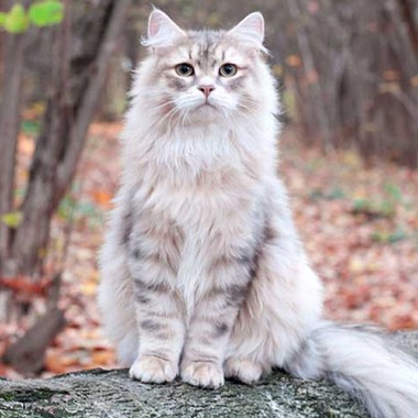 Фото сибирских кошек