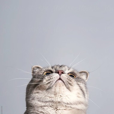 Фото шотландских вислоухих кошек