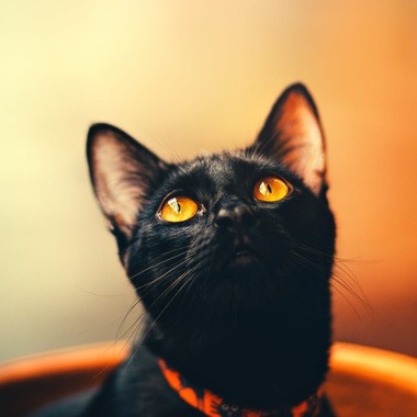 Фото бомбейских кошек