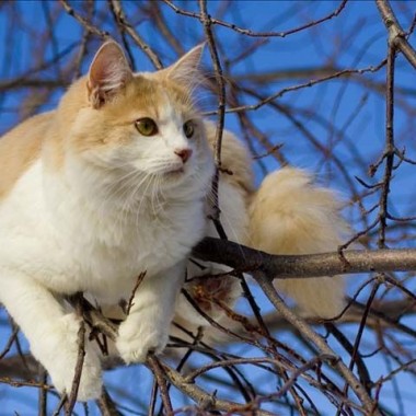 Фото кошек турецкий ван