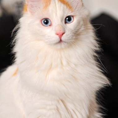 Фото кошек турецкий ван