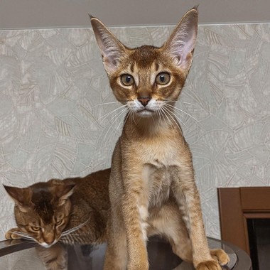 Фото кошек чаузи