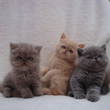 Фото экзотических короткошерстных кошек