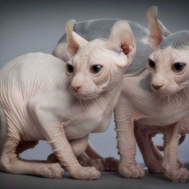 Фото кошек породы эльф