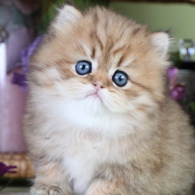 Фото персидских кошек