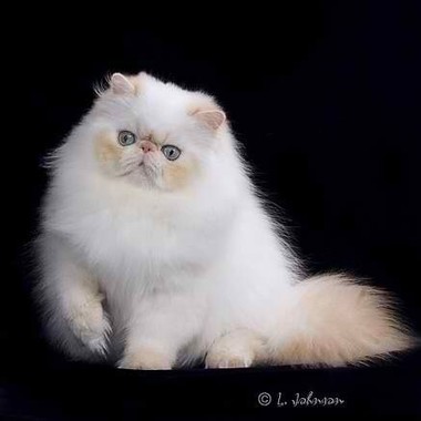 Фото персидских кошек