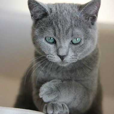 Фото русской голубой кошки