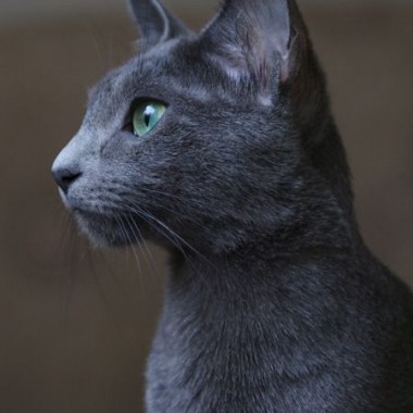 Фото русской голубой кошки