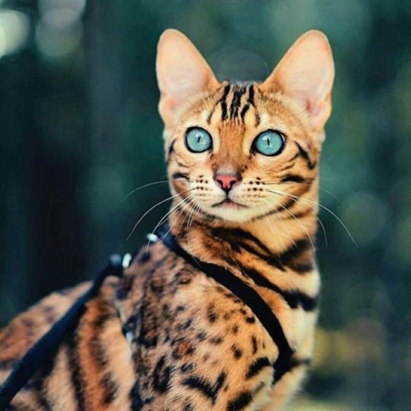 Фотографии кошек бенгальской породы