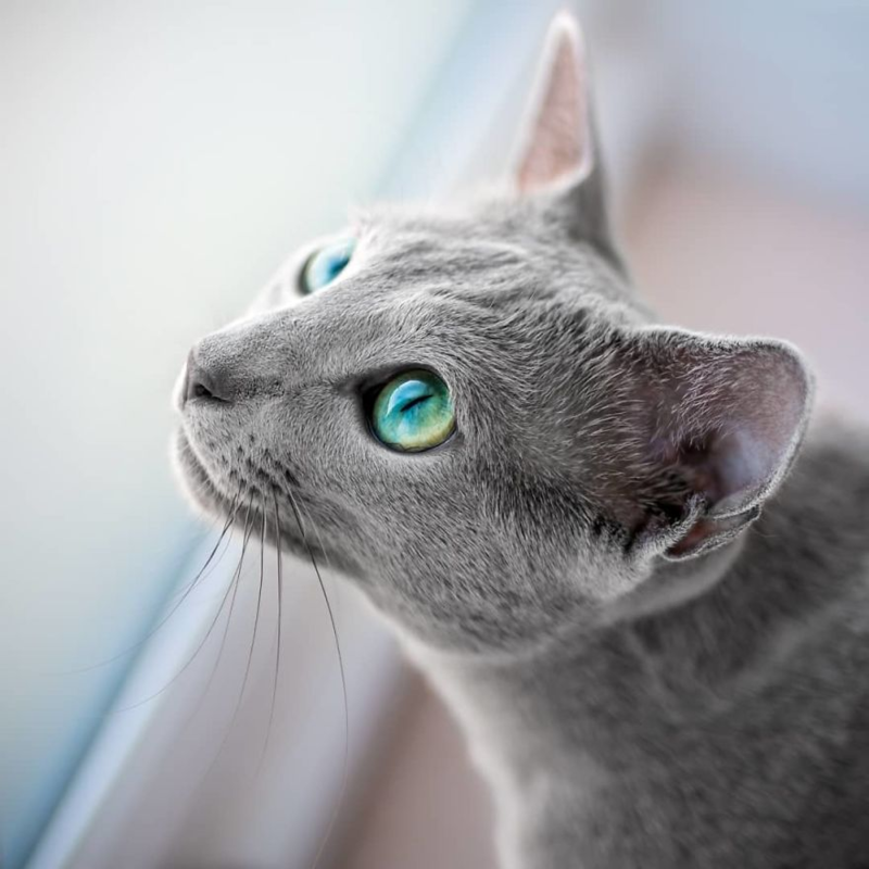 Фото русской голубой кошки.