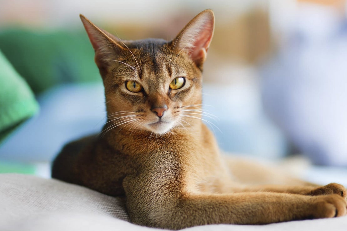 абиссинская кошка фото характер сколько стоит