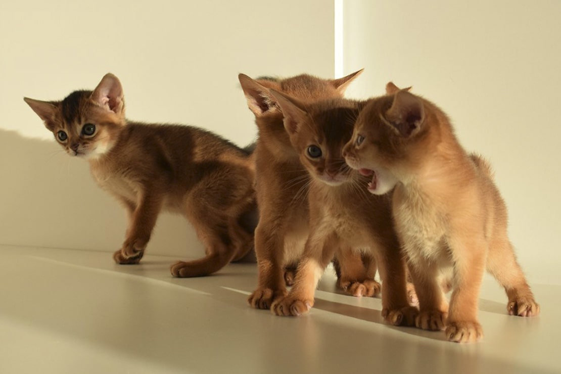 Фотографии котят абиссинской кошки-1