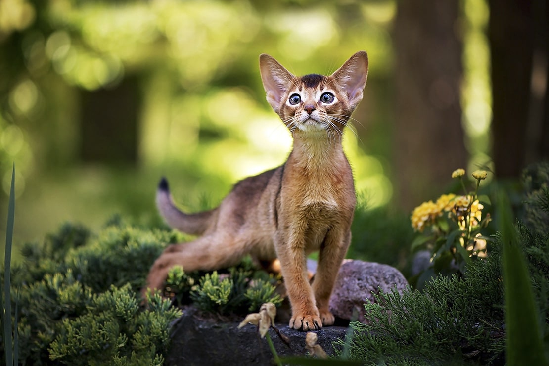 Фотографии котят абиссинской кошки-2