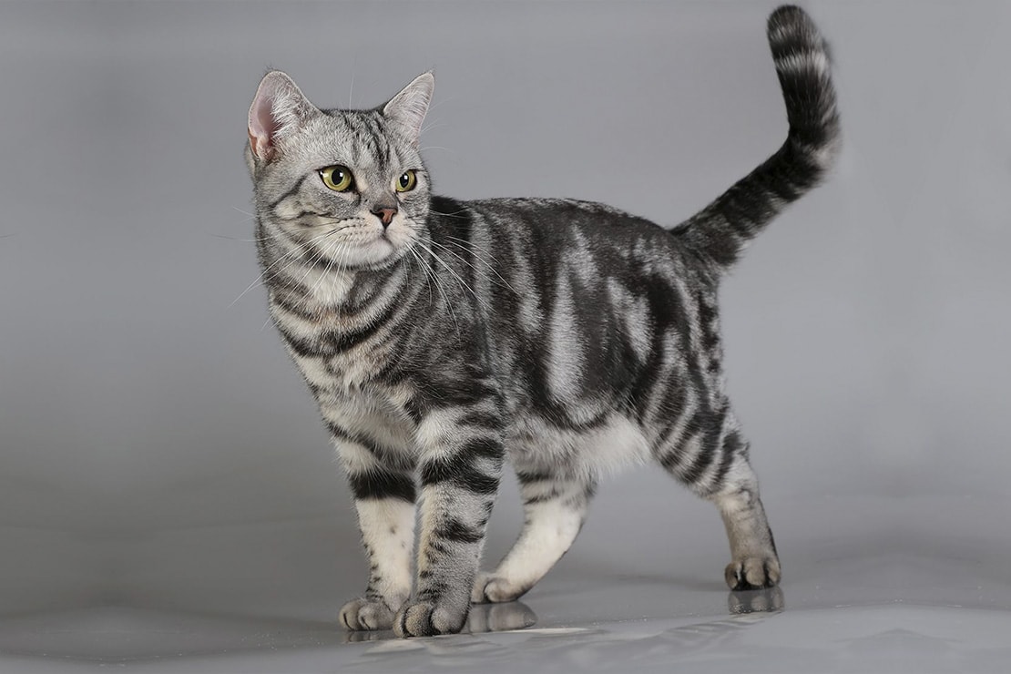 Американская короткошерстная кошка. Описание породы, характер, фото, котята.