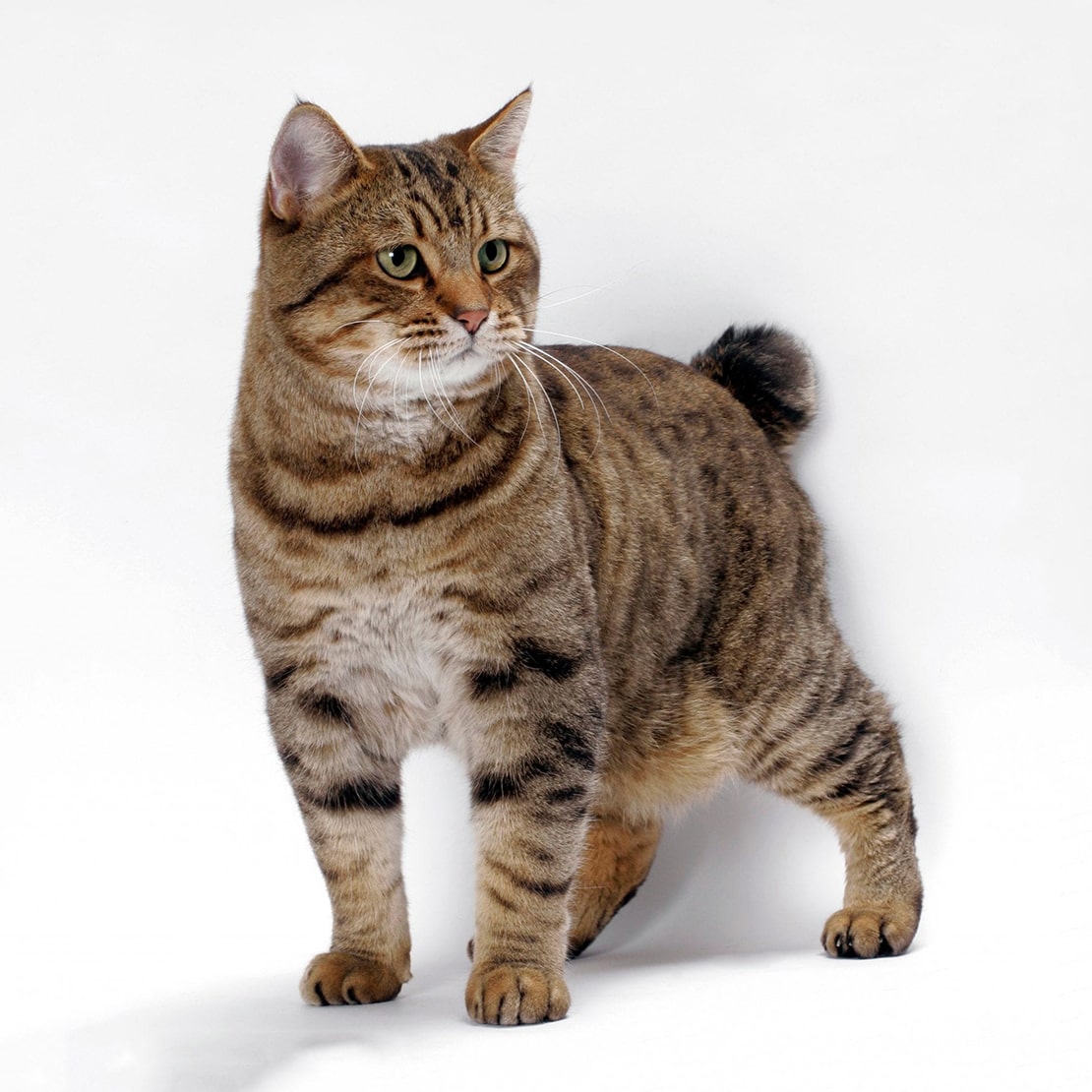 Порода кошек бобтейл фото описание породы характер размеры