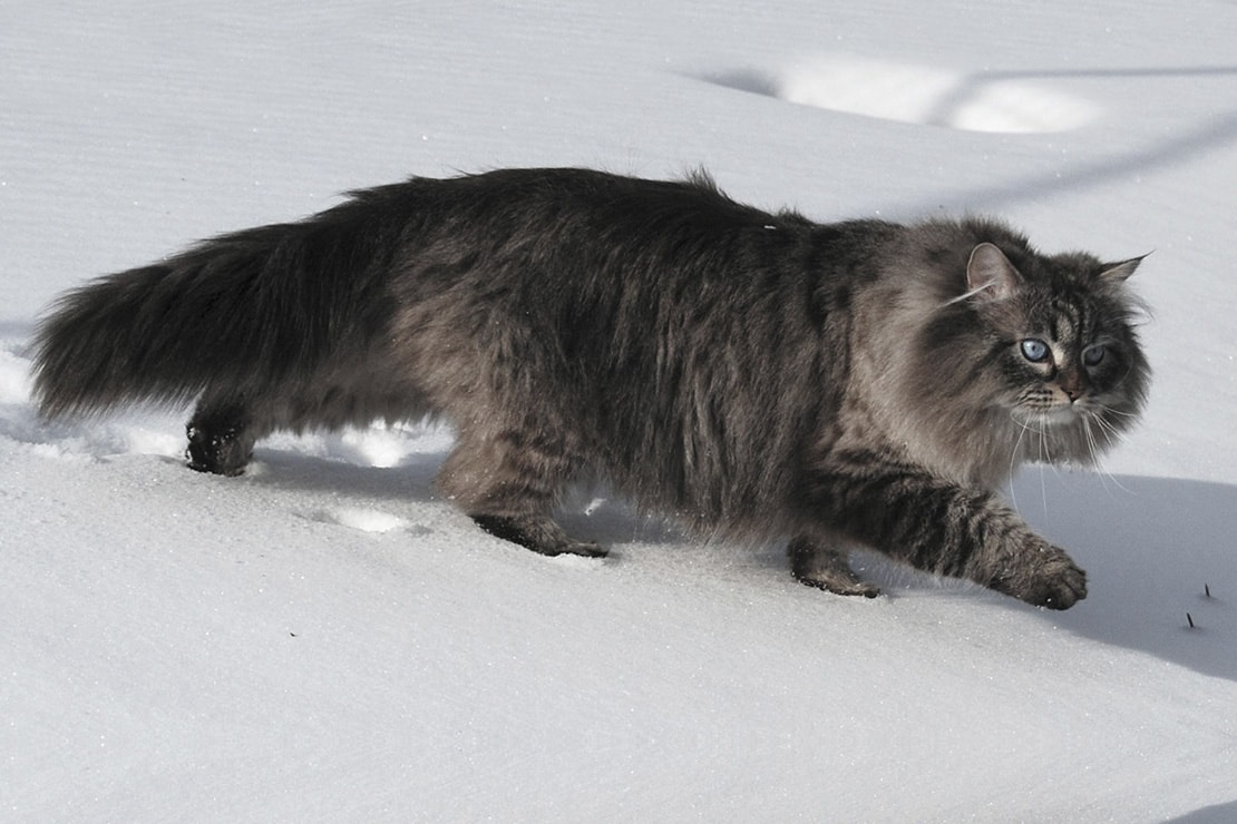 Сибирская кошка – самая родная из всех крупных пород