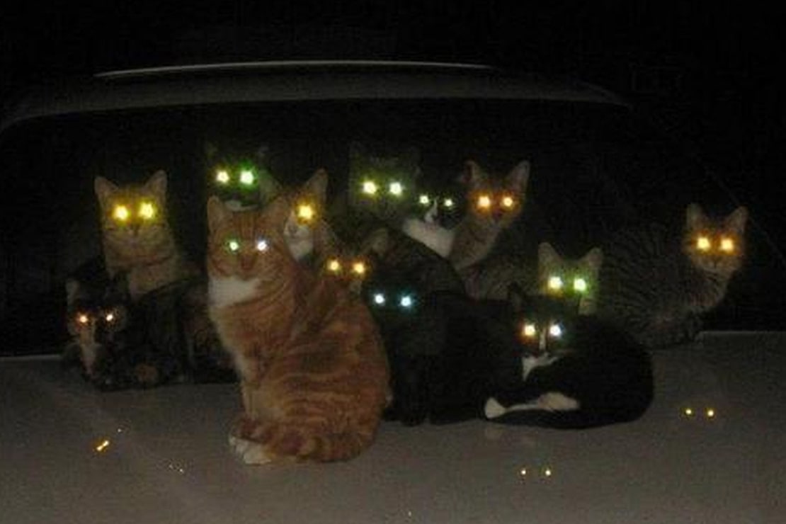 Секреты свечения кошачьих глаз в темноте | Блог ветклиники 