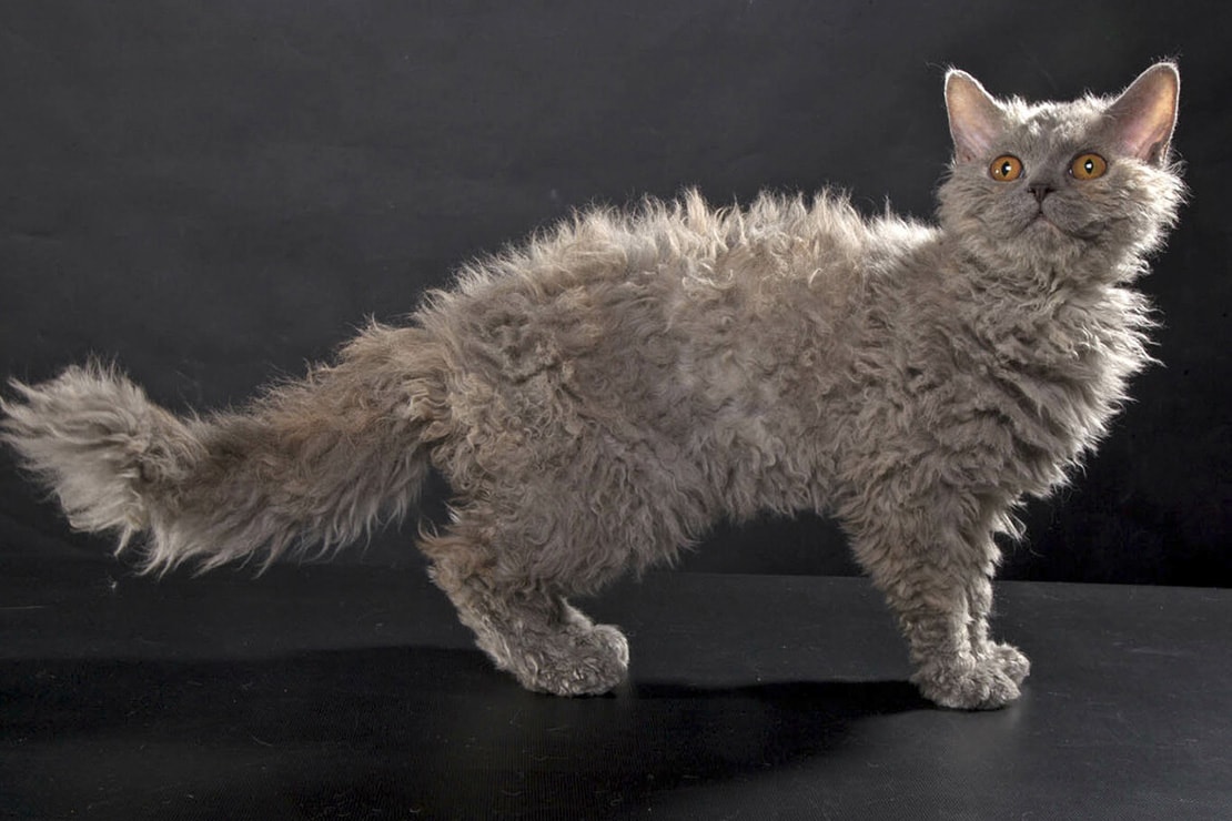 Ламбкин – маленькая кошка в шкуре ягнёнка