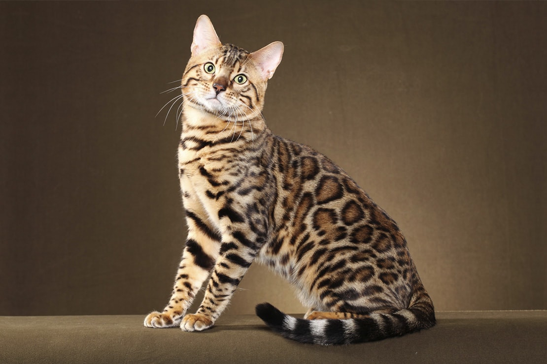 Бенгальская кошка. Описание породы, характер, фото, бенгальские котята.