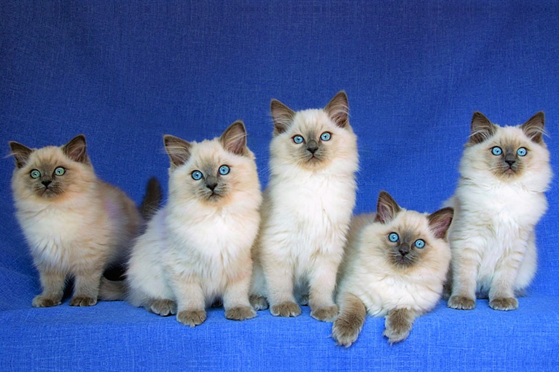 Фото котят бирманской кошки -3