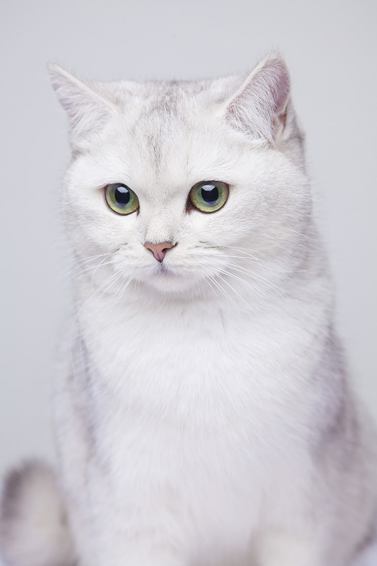 Особенности британских короткошерстных кошек