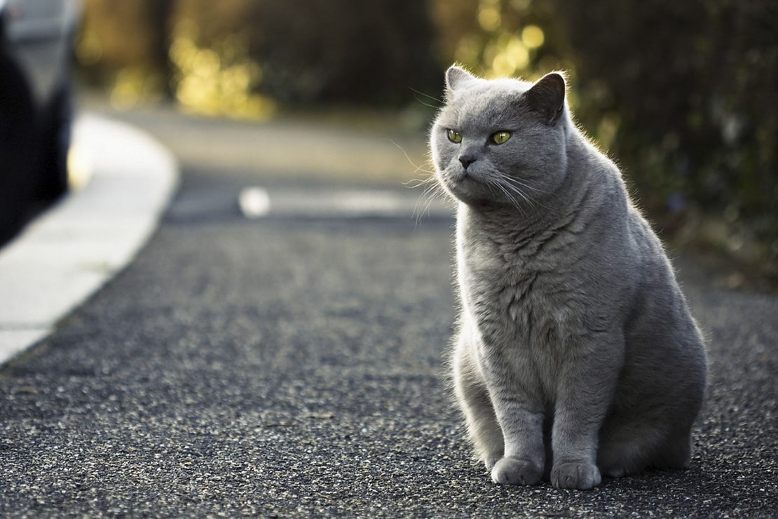 Фотографии британских короткошерстных кошек-1
