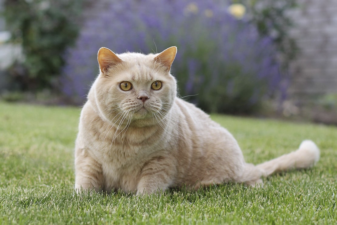 Окрасы британских короткошерстных кошек-2