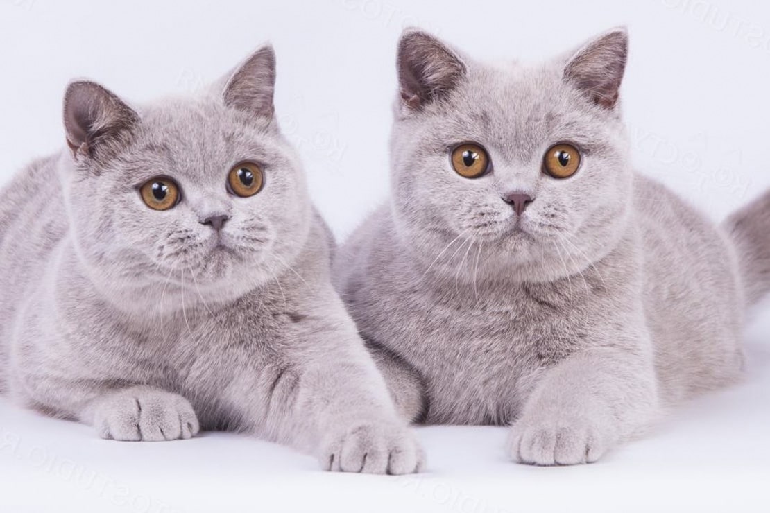 Кошки британской породы фото окрас характер