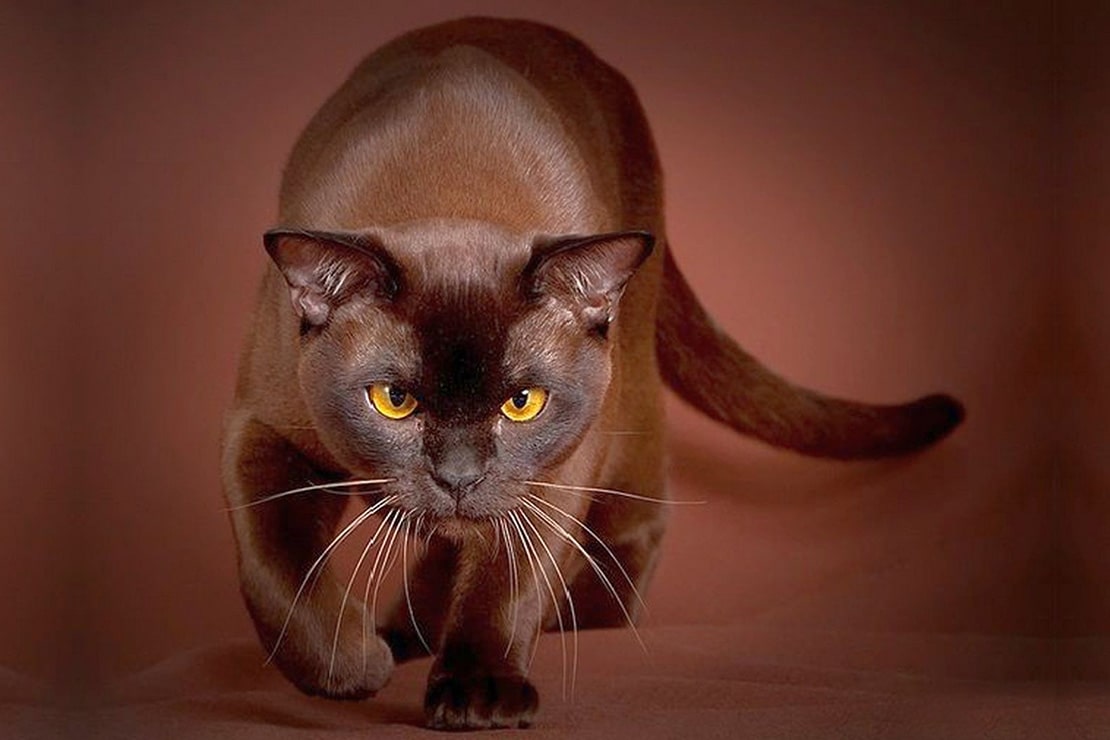 Бурманская короткошерстная кошка. Описание породы, характер, фото,  бурманские котята.