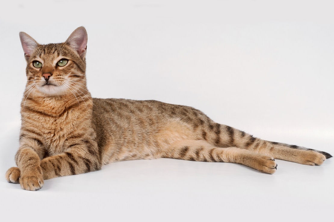 Модные породы кошек с фотографиями и названиями