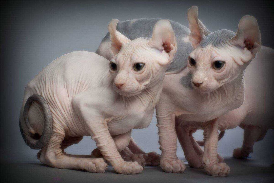 Окрасы кошек породы эльф-1