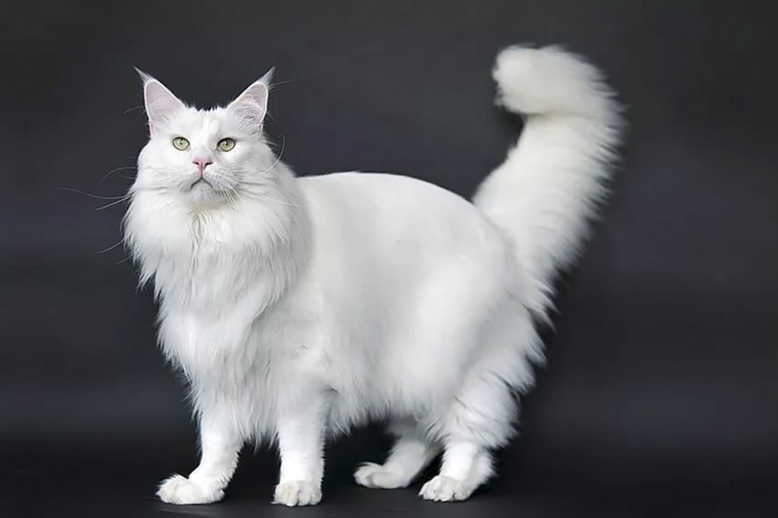 Мейн-кун. Описание породы, характер, фото, котята мейн-кунов.