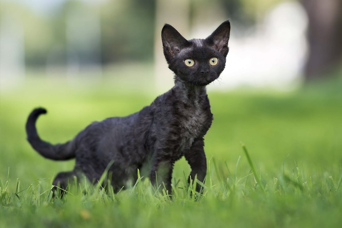 Девон рекс черный котенок