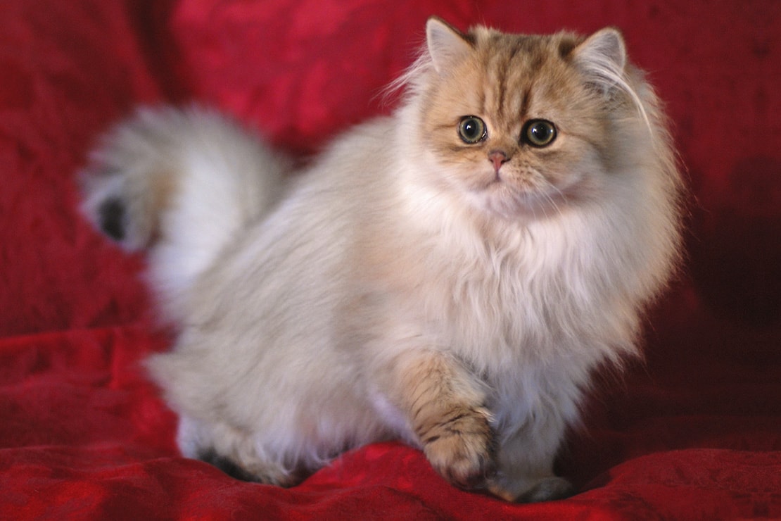 Персидская кошка: уход за шерстью, глазами, ушами, когтями и зубами