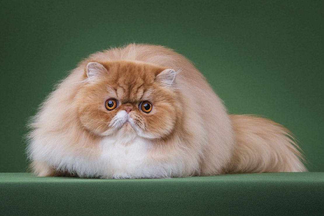 Окрасы персидских кошек-1