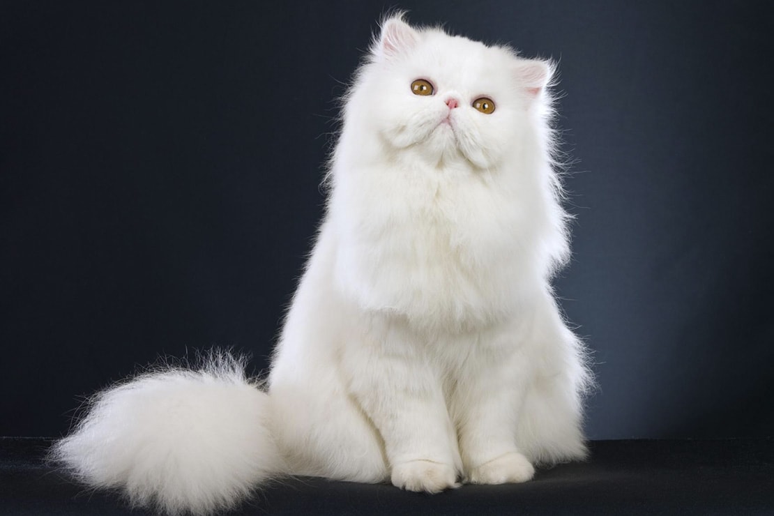 Белая персидская кошка