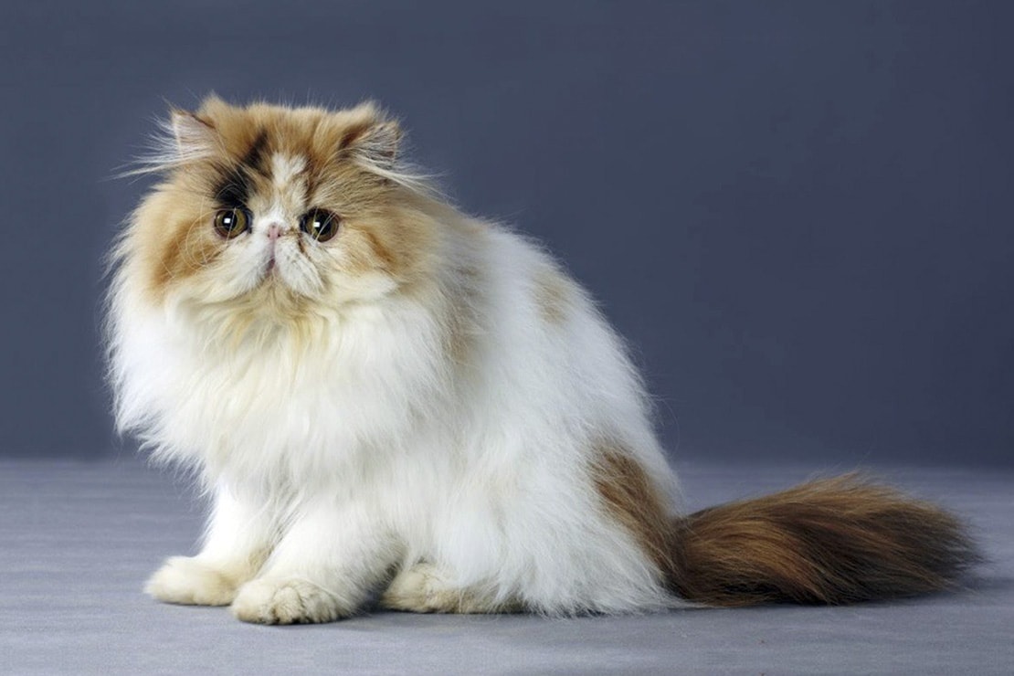 Персидская кошка черепахового цвета