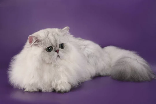 Персидский кот: 25+ фото, описание породы, уход | баштрен.рф