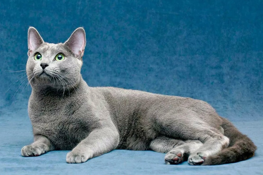 котята русской голубой фото и описание сколько стоит