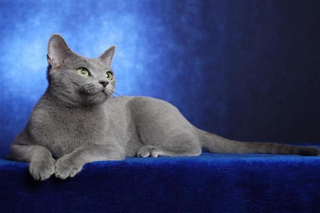 Русская голубая кошка фото и описание породы характеристики
