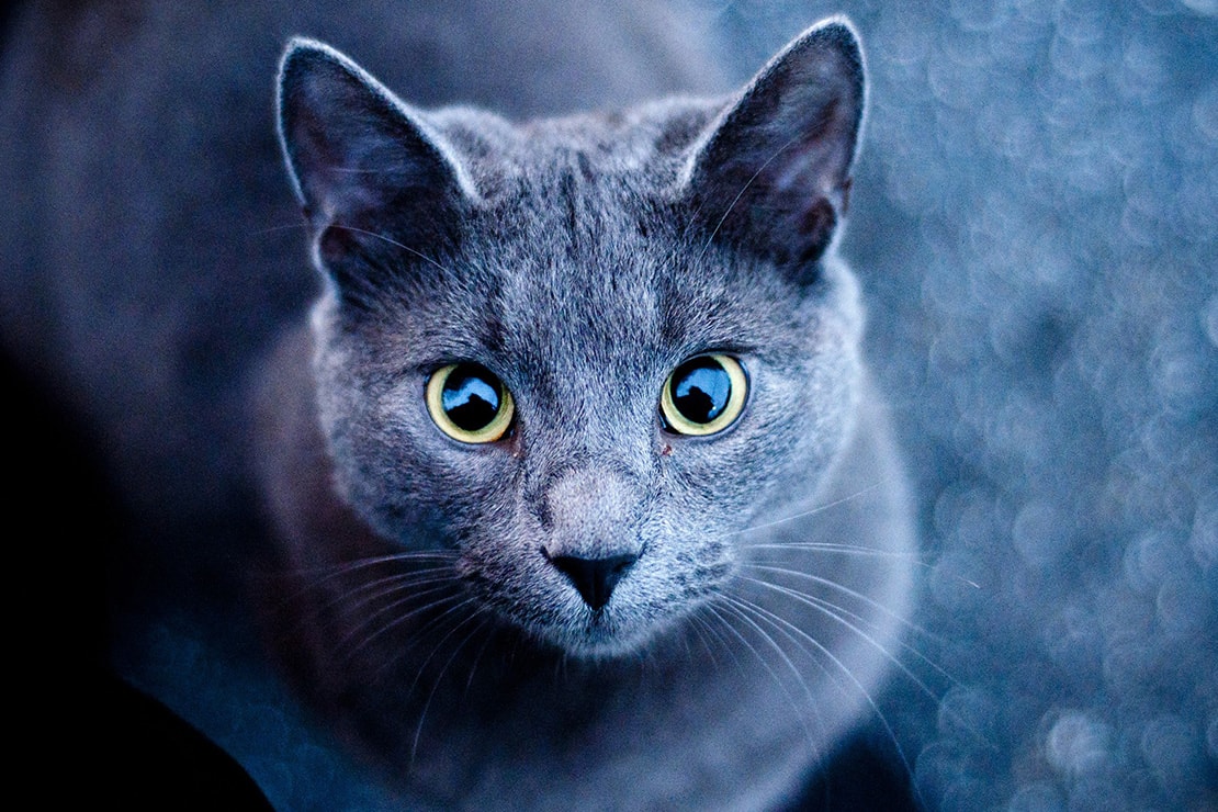 Описание русских голубых кошек-1