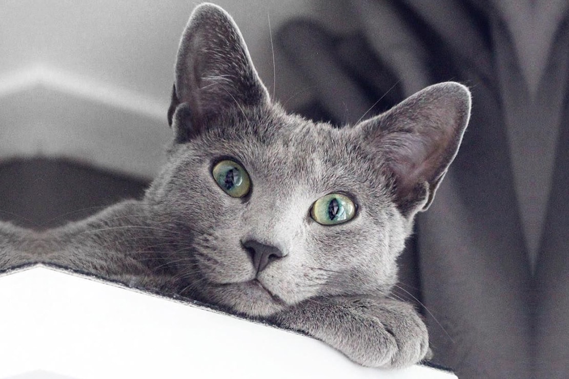 Голубая Кошка Фото