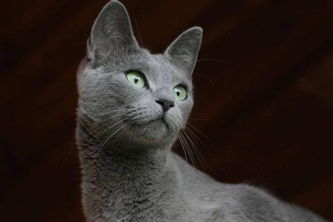 Порода кошек голубая русская фото и описание характер